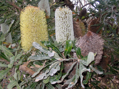 Banksia serrata
