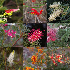 Grevillea collage