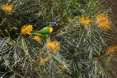 lorikeet feeding in Grevillea Honey Gem