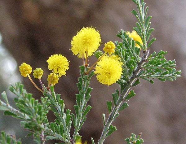 Acacia acanthoclada photo