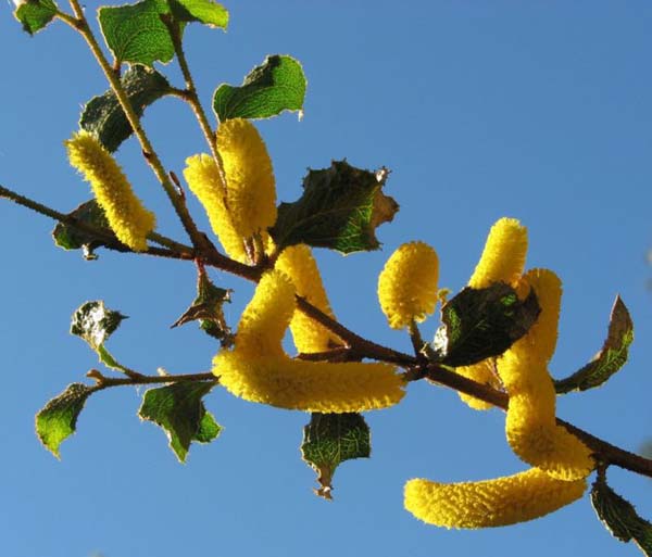 Acacia denticulosa photo