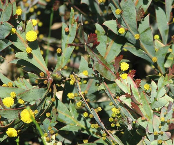 Acacia glaucoptera photo