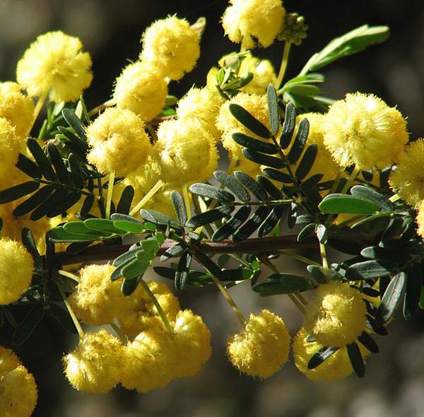 Acacia nigricans photo