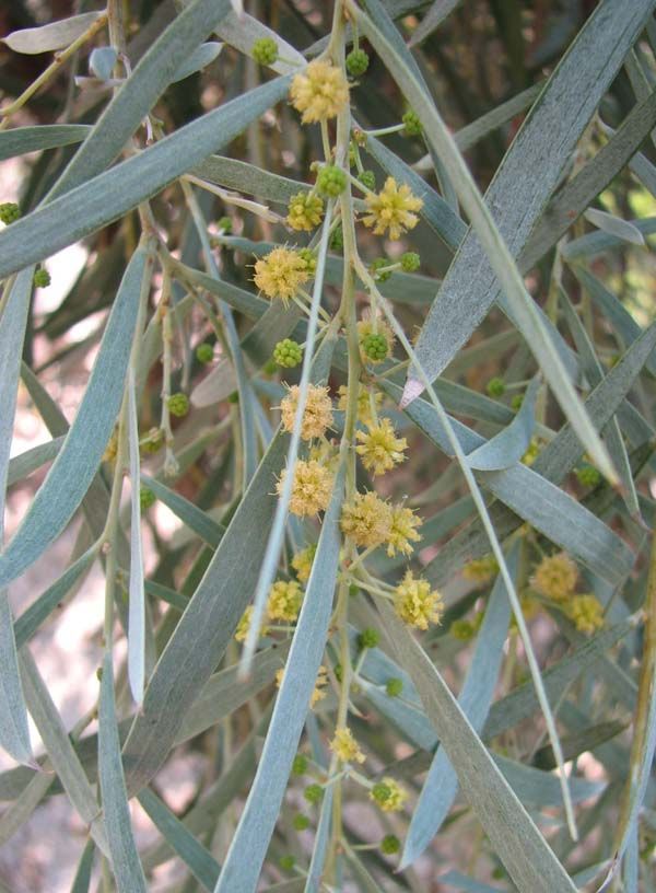Acacia pendula photo