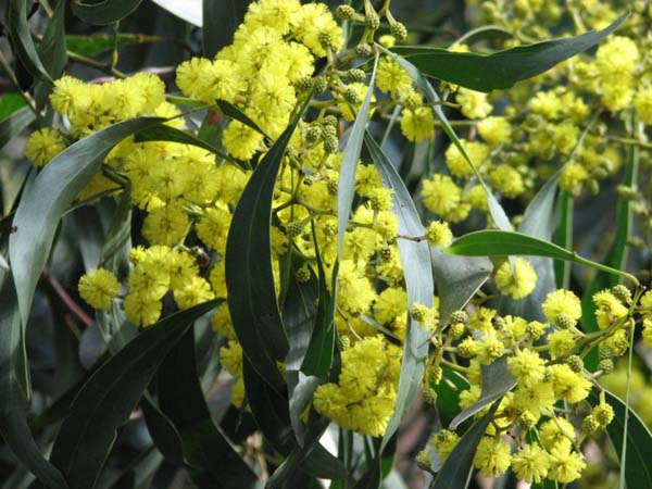 Acacia pycnantha photo