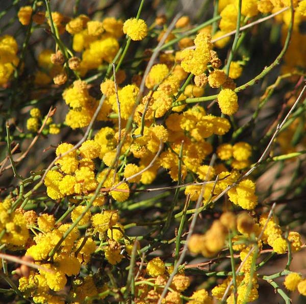 Acacia restiacea photo