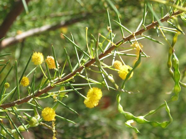 Acacia tetragonophylla photo
