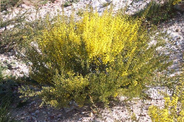 Acacia acinacea photo