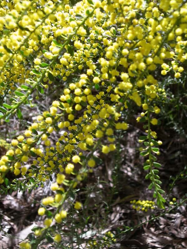 Acacia acinacea photo