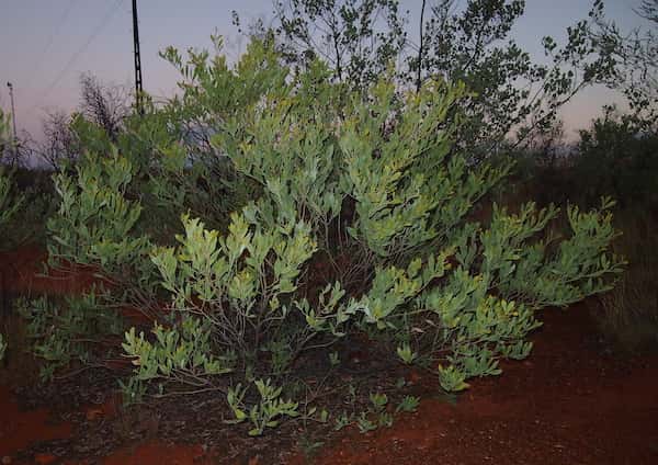 Acacia acradenia photo