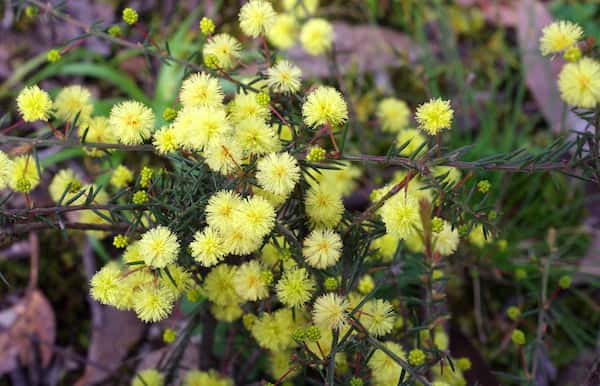 Acacia aculeatissima photo