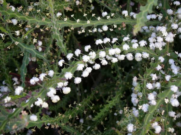 Acacia alata photo