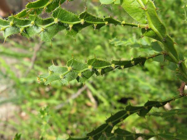 Acacia alata photo