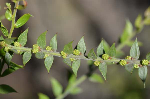 Acacia amblygona photo