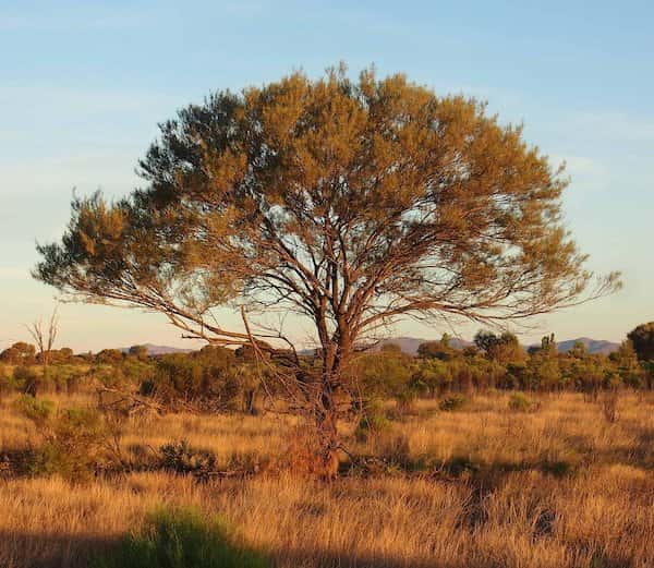 Acacia aneura photo