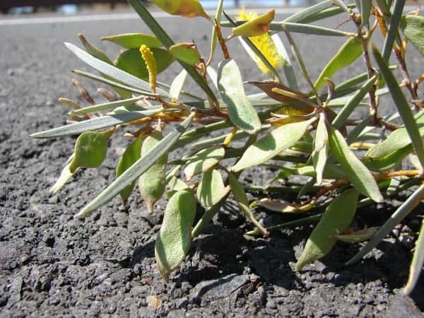 Acacia aneura photo