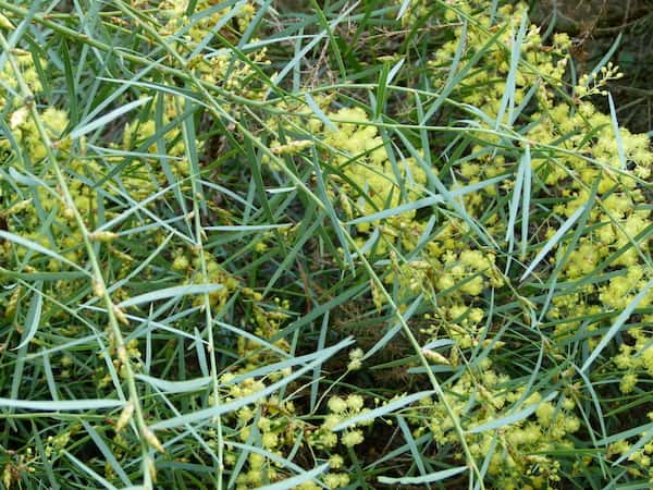 Acacia iteaphylla photo