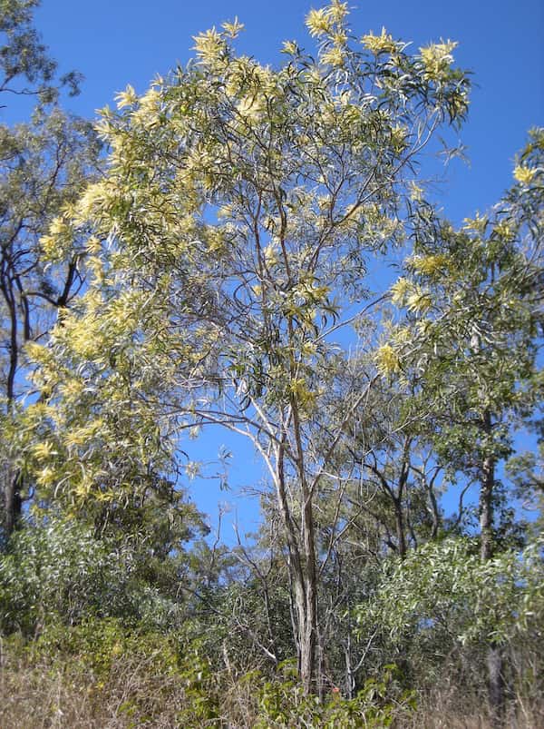 Acacia aulacocarpa photo