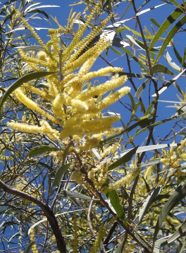 Acacia aulacocarpa photo