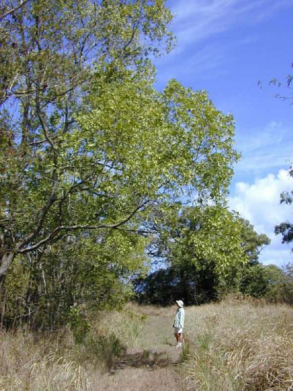 Acacia auriculiformis photo