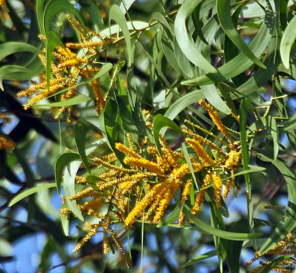 Acacia auriculiformis photo