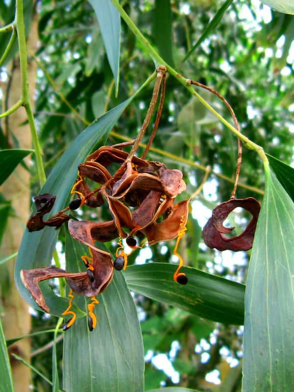 Acacia auriculiformis photo