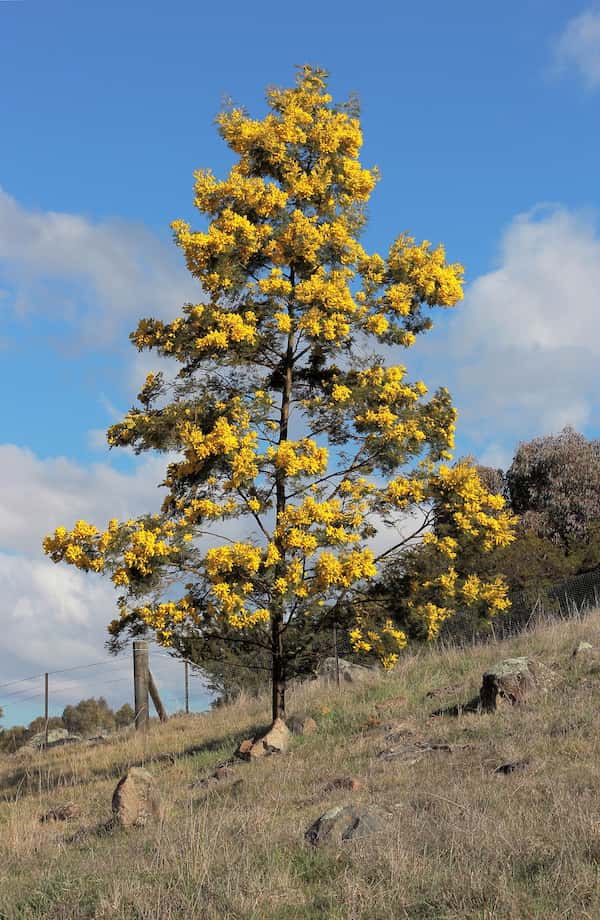 Acacia baileyana photo