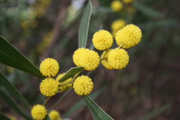 Acacia beckleri photo