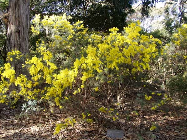 Acacia boormanii photo