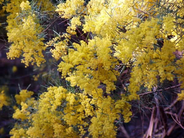 Acacia boormanii photo