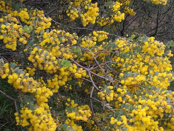 Acacia brachybotrya photo