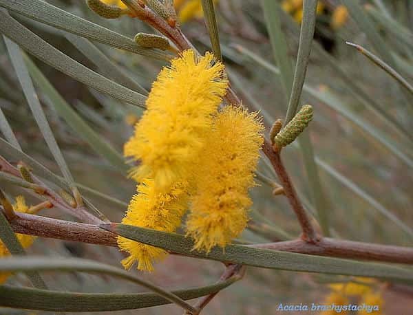 Acacia brachystachya photo