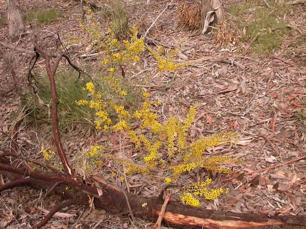 Acacia buxifolia photo