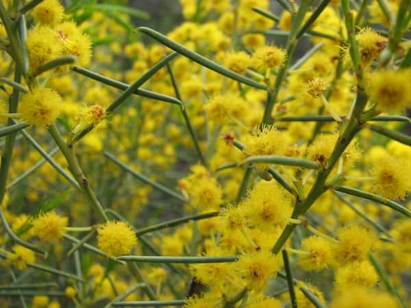 Acacia calamifolia photo