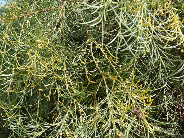 Acacia calamifolia photo