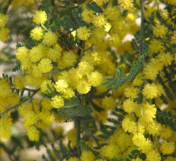 Acacia cardiophylla photo