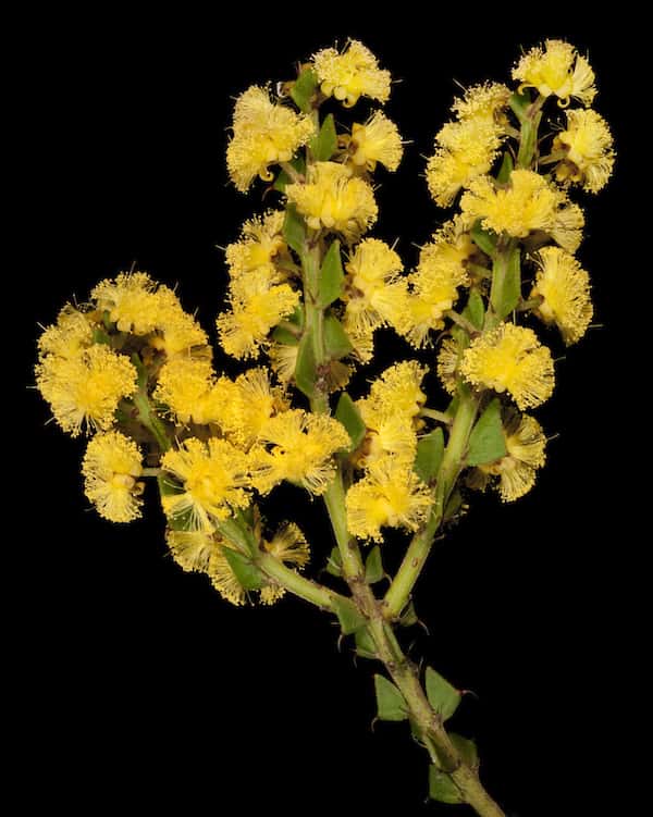 Acacia chrysocephala photo