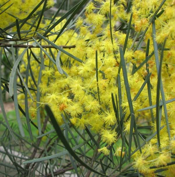 Acacia cognata photo