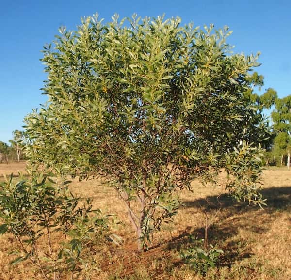 Acacia colei photo