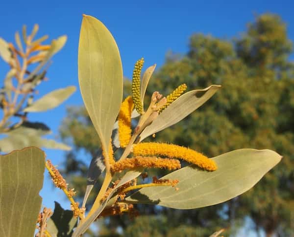 Acacia colei photo