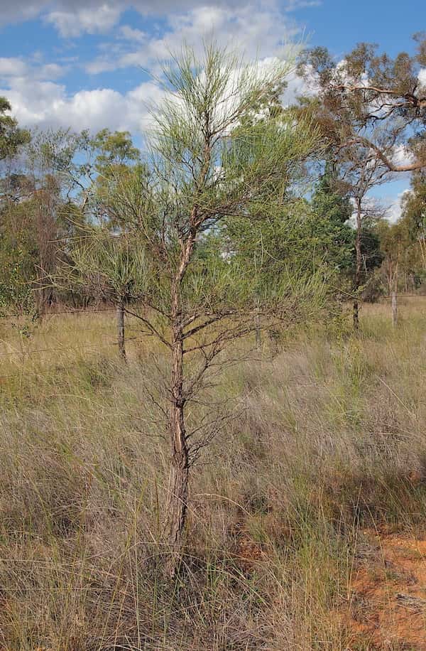 Acacia coriacea photo