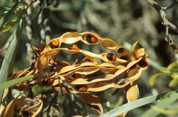 Acacia coriacea photo
