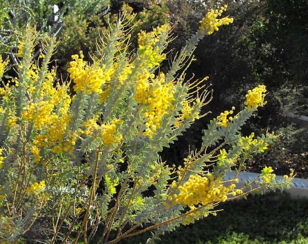Acacia cultriformis photo