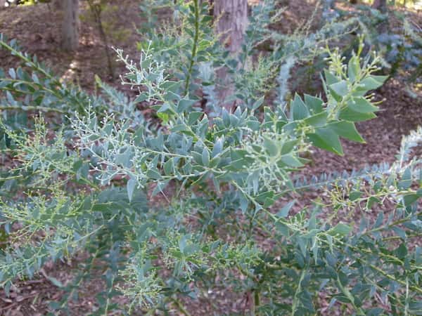 Acacia cultriformis photo