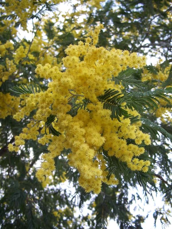 Acacia dealbata photo