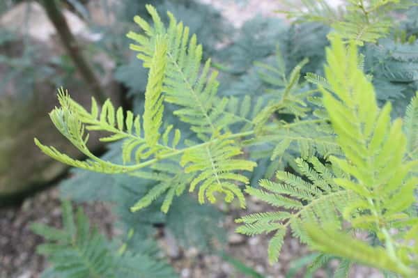 Acacia dealbata photo