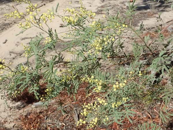 Acacia deanei photo