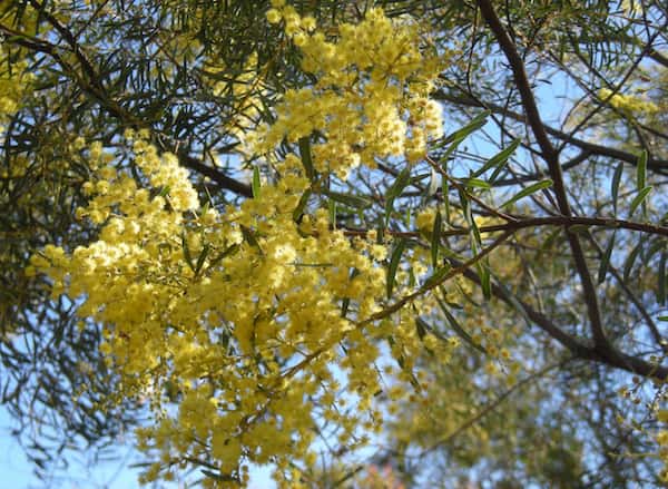 Acacia decora photo
