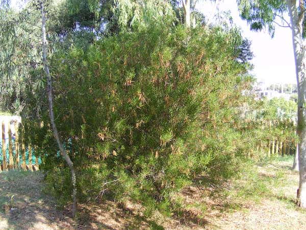 Acacia dodonaeifolia photo