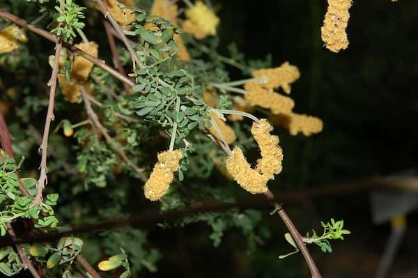 Acacia drummondii photo